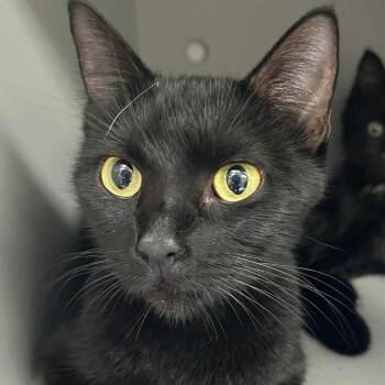 Rescue Domestic Short Hair Cats for Adoption in Chanute, Kansas - Ebony | PetCurious