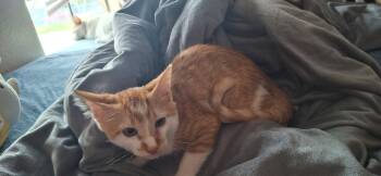 Rescue Domestic Short Hair Cats for Adoption in Liverpool, Texas - Nemo | PetCurious