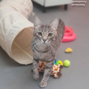 Chance -  Domestic Short Hair Cat for Adoption in Ridgefield, Connecticut - Chance | PetCurious