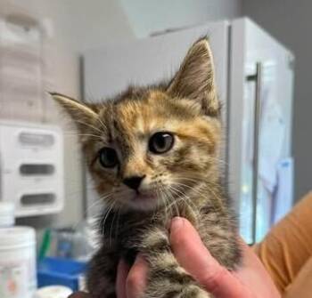 Sei -  Domestic Short Hair Cat for Adoption in Bolivar, Missouri - Sei | PetCurious