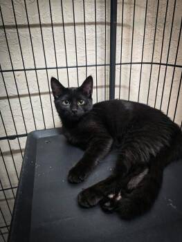 Winter -  Domestic Short Hair Cat for Adoption in Prineville, Oregon - Winter | PetCurious