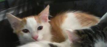 A1267748 -  Domestic Short Hair Cat for Adoption in Charlotte, North Carolina - A1267748 | PetCurious