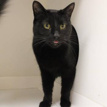 Abigail -  Domestic Short Hair Cat for Adoption in Champaign, Illinois - Abigail | PetCurious