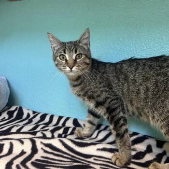 Dana Scully -  Domestic Short Hair Cat for Adoption in Fresno, California - Dana Scully | PetCurious