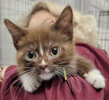 SMORE -  Domestic Short Hair Cat for Adoption in St. Louis, Missouri - SMORE | PetCurious