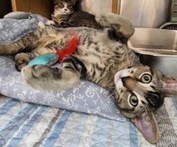 Theo -PSP -  Domestic Short Hair Cat for Adoption in Oakland Park, Florida - Theo -PSP | PetCurious