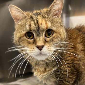 Miss Kitty -  Domestic Medium Hair Cat for Adoption in Springfield, Illinois - Miss Kitty | PetCurious