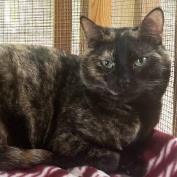 Domestic Short Hair Cats Available for Adoption in Concord, New Hampshire - Hepburn | PetCurious