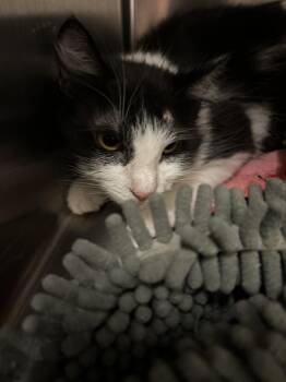 Noelle -  Domestic Medium Hair Cat for Adoption in Little Elm, Texas - Noelle | PetCurious