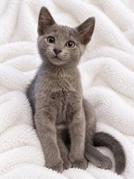 Zephyr -  Domestic Short Hair Cat for Adoption in Copley, Ohio - Zephyr | PetCurious