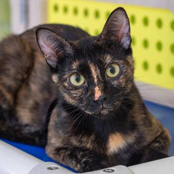 Dora -  Domestic Short Hair Cat for Adoption in Pontiac, Michigan - Dora | PetCurious