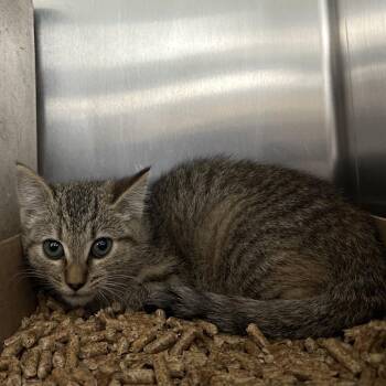 Domestic Short Hair Cats Available for Adoption - Loup | PetCurious