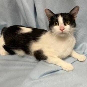 Lee -  Domestic Short Hair Cat for Adoption in Green Valley, Arizona - Lee | PetCurious