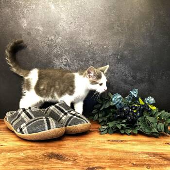 Domestic Short Hair Cats Available for Adoption in South Riding, Virginia - Mary Jane