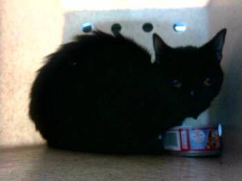 Domestic Short Hair Cats Available for Adoption in Tallahassee, Florida - APPLE | PetCurious