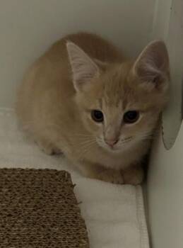 Claude -  Domestic Short Hair Cat for Adoption in Fairfax, Virginia - Claude | PetCurious