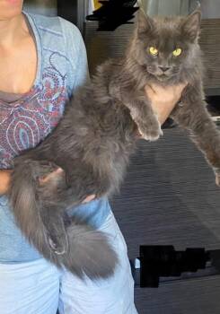 Tilly -  Maine Coon Cat for Adoption in Northlake, Illinois - Tilly | PetCurious