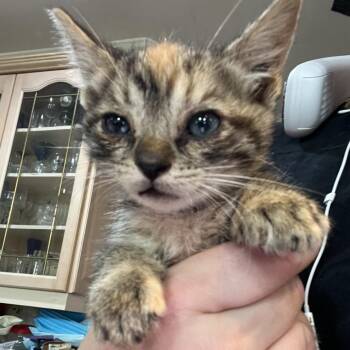 Brooklyn -  Domestic Short Hair Cat for Adoption in Waldorf, Maryland - Brooklyn | PetCurious