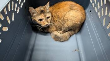 Rouge (Sweet Pea) -  Domestic Short Hair Cat for Adoption in Evansville, Indiana - Rouge (Sweet Pea) | PetCurious