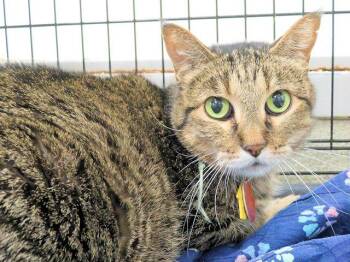 Domestic Short Hair Cats Available for Adoption - THUMPER | PetCurious