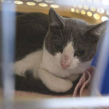 Jill -  Domestic Short Hair Cat for Adoption in Fairport, New York - Jill | PetCurious