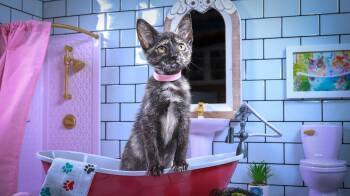 Oatmeal Cookie -  Tortoiseshell and Domestic Short Hair Cat for Adoption in Lucas, Texas - Oatmeal Cookie | PetCurious