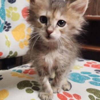 Xavier -  Domestic Long Hair Cat for Adoption in Kirksville, Missouri - Xavier | PetCurious