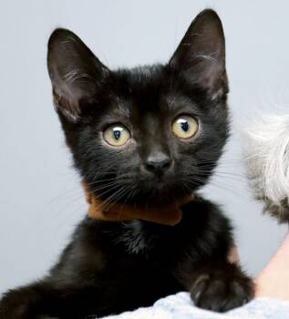 Doug (AO37871) -  Domestic Short Hair Cat for Adoption in Kansas City, Kansas - Doug (AO37871) | PetCurious