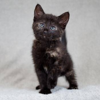 Domestic Short Hair Cats Available for Adoption in Sunnyvale, California - Angelica | PetCurious