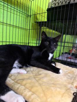 Bones -  Domestic Short Hair Cat for Adoption in Lancaster, Pennsylvania - Bones | PetCurious
