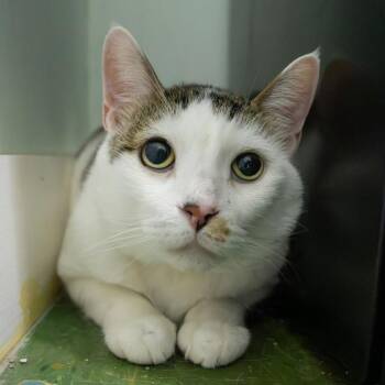Charlie -  Domestic Short Hair Cat for Adoption in Brimfield, Massachusetts - Charlie | PetCurious