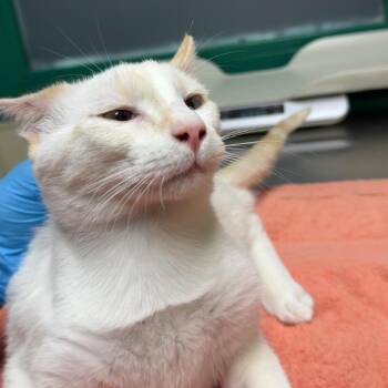 Elliot -  Domestic Short Hair Cat for Adoption in Lakewood, Colorado - Elliot | PetCurious