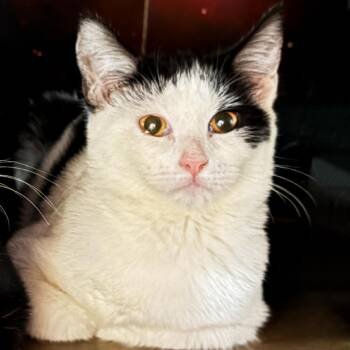 Rescue Domestic Short Hair Cats for Adoption in Asheville, North Carolina - Cholula | PetCurious
