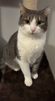 Jersey -  Domestic Short Hair Cat for Adoption in Pompton Lakes, New Jersey - Jersey | PetCurious