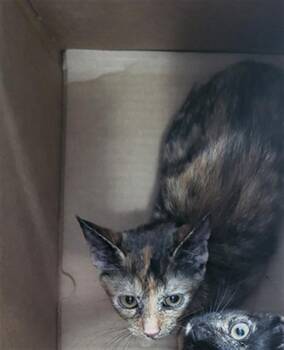TOFFEE -  Domestic Short Hair Cat for Adoption in Dallas, Texas - TOFFEE | PetCurious