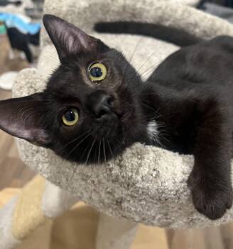 Rescue Domestic Short Hair Cats for Adoption in Rio Linda, California - Dom | PetCurious