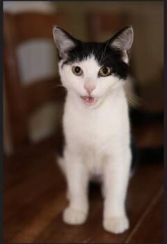 Initials Kitten: LW -  Domestic Short Hair Cat for Adoption - Initials Kitten: LW | PetCurious