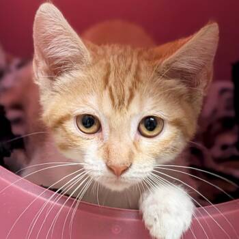 Princess Zelda -  Domestic Short Hair Cat for Adoption in Jefferson, Wisconsin - Princess Zelda | PetCurious