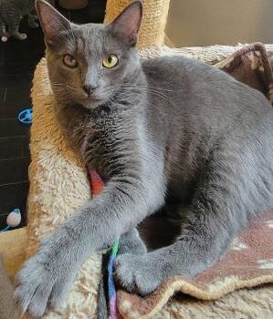 Rescue Domestic Short Hair Cats for Adoption in Long Beach, California - Concord | PetCurious