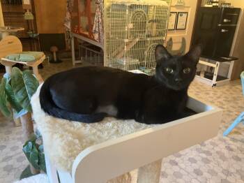 Widget -  Domestic Short Hair Cat for Adoption in Mist, Oregon - Widget | PetCurious