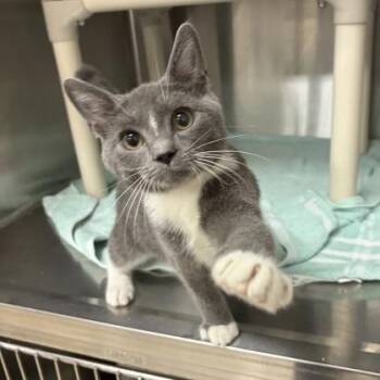 Rocco -  Domestic Short Hair Cat for Adoption in Wilkesboro, North Carolina - Rocco | PetCurious