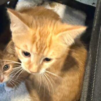 Zaxbys -  Domestic Short Hair Cat for Adoption in Charlottesville, Virginia - Zaxbys | PetCurious