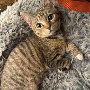 Rescue Domestic Short Hair Cats for Adoption in Brevard, North Carolina - Ham | PetCurious