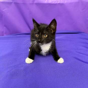 Zeppelin -  Domestic Short Hair Cat for Adoption in North Myrtle Beach, South Carolina - Zeppelin | PetCurious