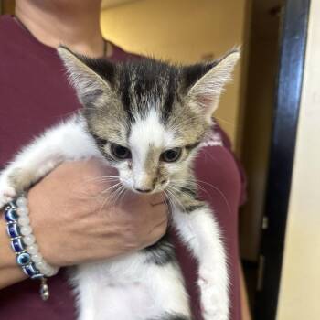 Pluto -  Domestic Short Hair Cat for Adoption in Corinth, Mississippi - Pluto | PetCurious