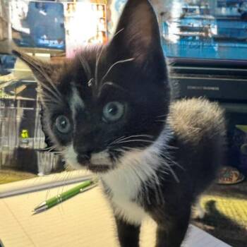 Digby -  Domestic Short Hair Cat for Adoption in Winchester, Virginia - Digby | PetCurious