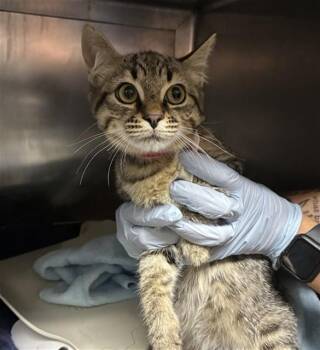 A884573 -  Domestic Short Hair Cat for Adoption in Camarillo, California - A884573 | PetCurious