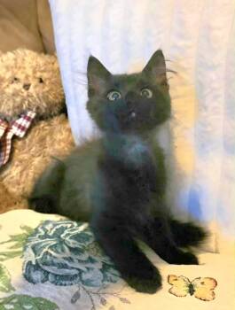 Rescue Maine Coon Cats for Adoption in New Braunfels, Texas - Ninja | PetCurious