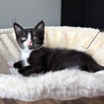Calix -  Domestic Short Hair Cat for Adoption in Chattanooga, Tennessee - Calix | PetCurious