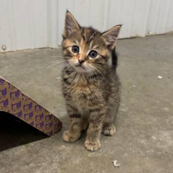 Shiloh -  Domestic Short Hair Cat Available for Adoption in Brookfield, Missouri - Shiloh | PetCurious
